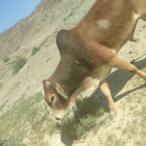 دوگاومخلی برای قربانی