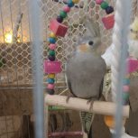 2عدد جوجه عروس هلندی دستی