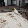 عروس هلندی