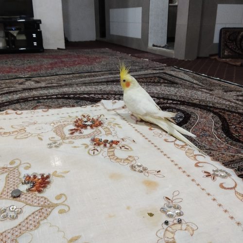 عروس هلندی
