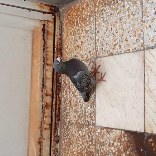 کبوتر پلاکی نر به شرط جوجه گیری