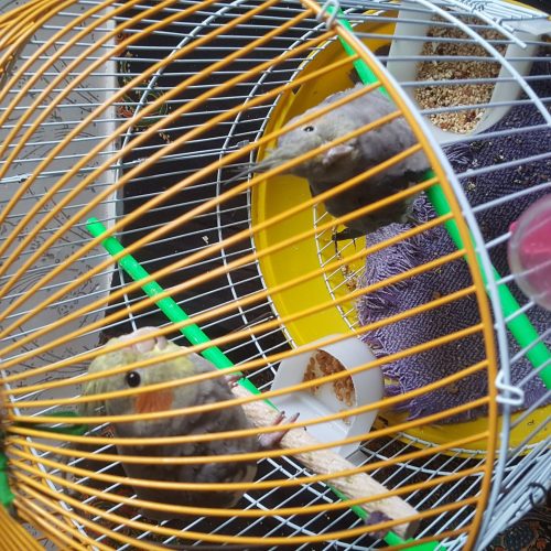 عروس هلندی با قفس