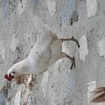 مرع سفیدریشی