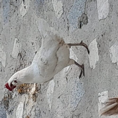 مرع سفیدریشی