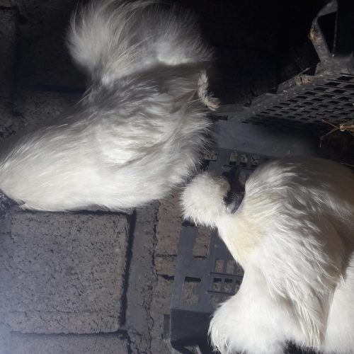 ابریشمی باکیفیت عالی.همه رنگ