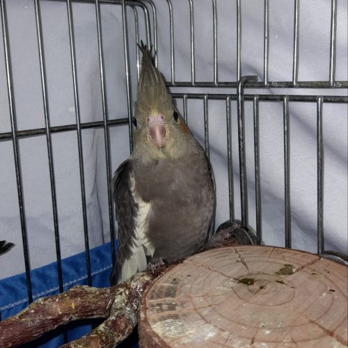 جوجه عروس هلندی