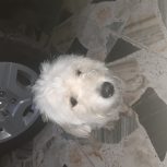 سگ پشمالو    بلد بودن جای دستشویی