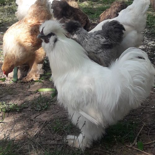 ابریشمی باکیفیت عالی.همه رنگ