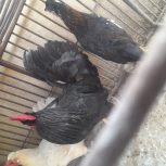 خروس در کازرون