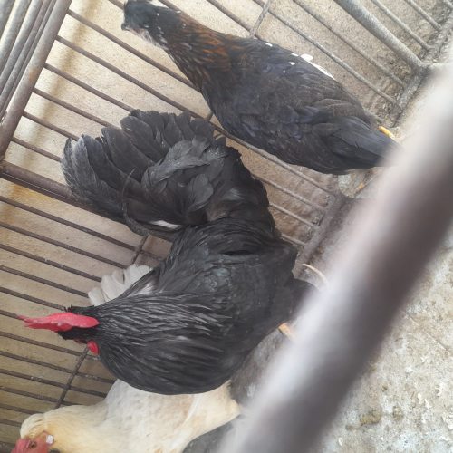 خروس در کازرون