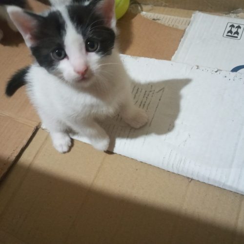 توله گربه ی ماهه