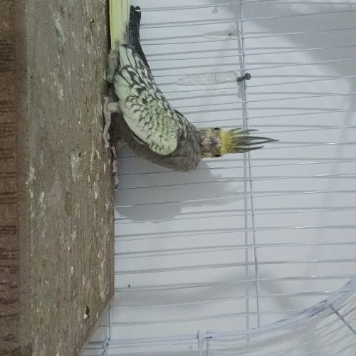 یک عدد جوجه عروس هلندی