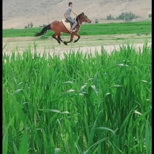 اسب کمیت چال