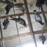 تیپ آلمانی کبوتر