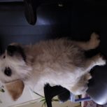 فروش توله سگه شتزواتوبوسی پاکوتاه