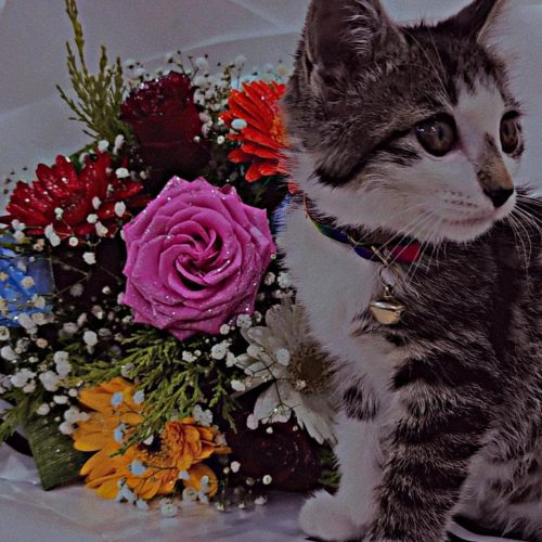 بچه گربه ماده