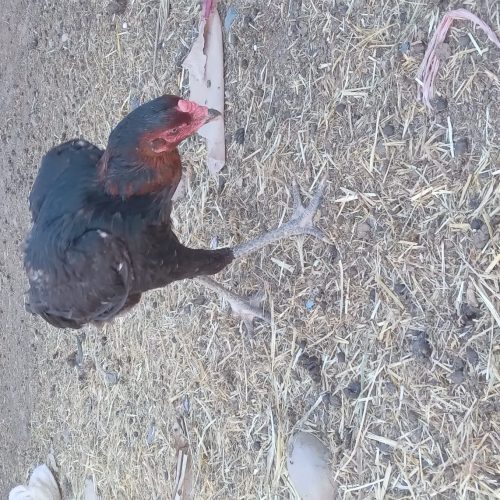 مرغ خروس لاری