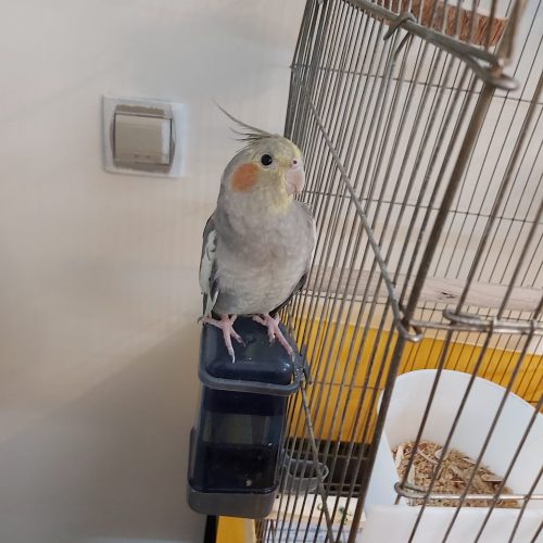 عروس هلندی+ قفس چرخدار و غذا تجهیزات کامل