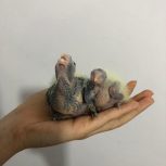 پرنده عروس هلندی