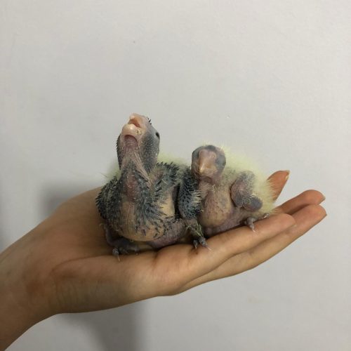 پرنده عروس هلندی