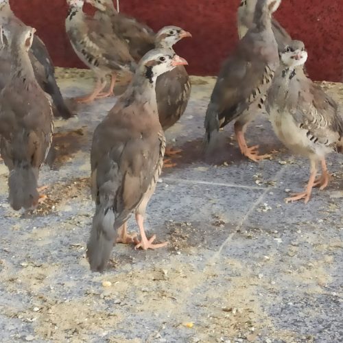 کبک سه و نیم ماه