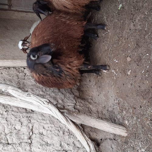 نر بره