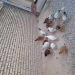 تعدای مرغ خروس واروک لری وبلژیکی ب فروش میرسد