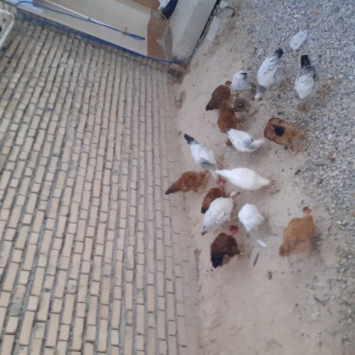 تعدای مرغ خروس واروک لری وبلژیکی ب فروش میرسد