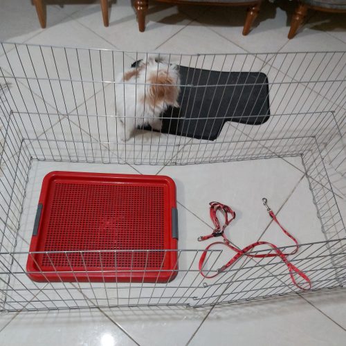 سگ شیتزو مکس ماده سن هفت ماهه