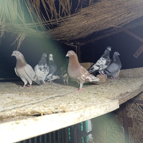 تعدادی کبوتر