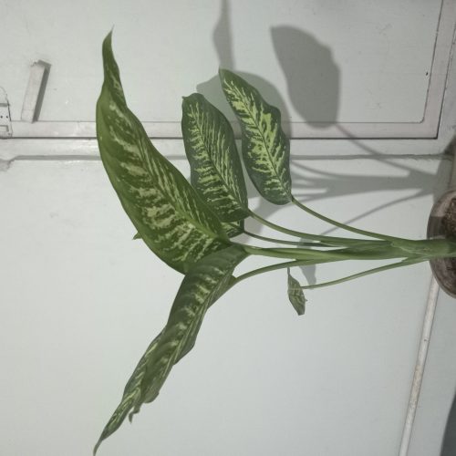 گلهای‌آپارتمانی