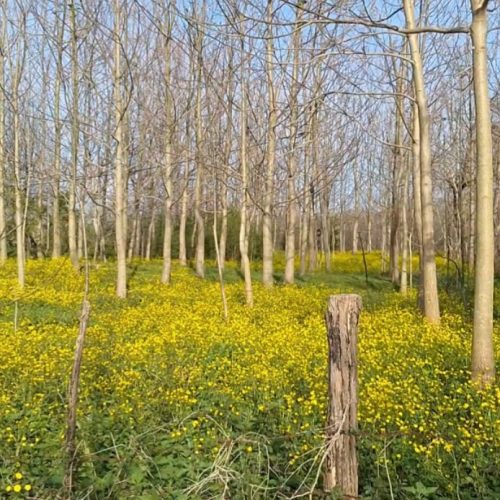 فروش 300 متر زمین مسکونی