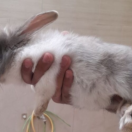 خرگوش لوپ دستی