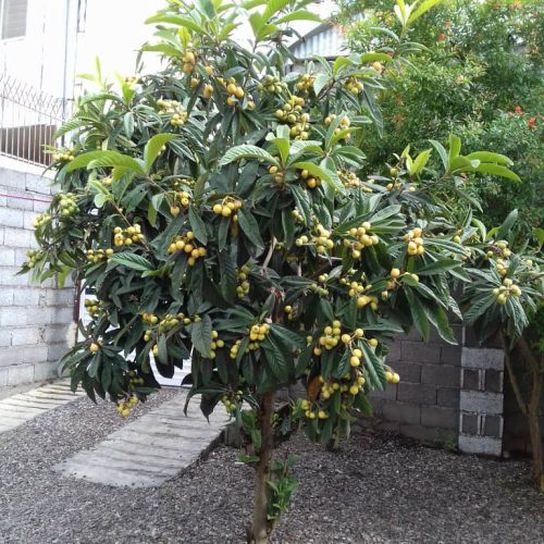 فروش خانه ویلایی دوبلکس همراه با باغ بزرگ