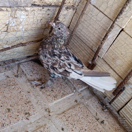 کبوتر سور هفت رنگ دم سفید