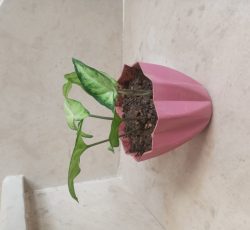 گل اپارتمانی