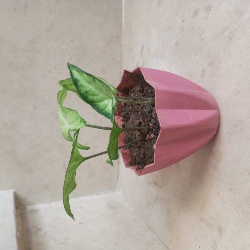 گل اپارتمانی