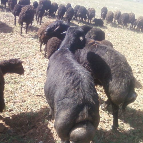 قوچ افشار چهار دندون