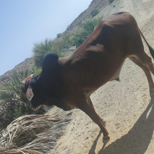 دوگاومخلی برای قربانی