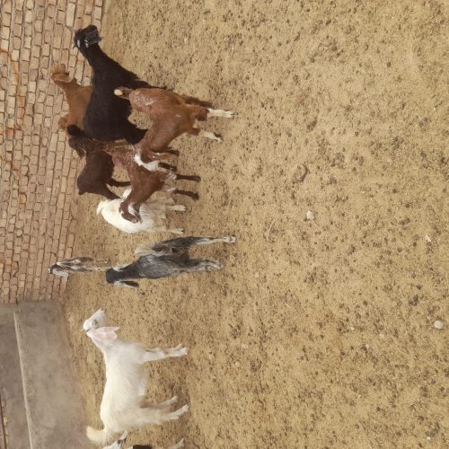 گوسفند داشتی گوشتی بز بره