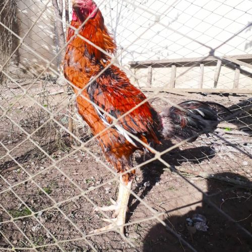 فروش خروس لاری