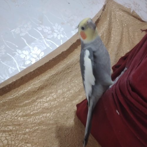 عروس پاریس 12 ماهه درهویزه