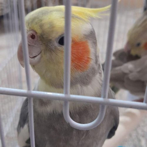 معاوضه عروس هلندی