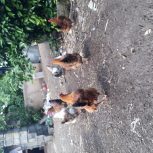 مرغ تخمگذار