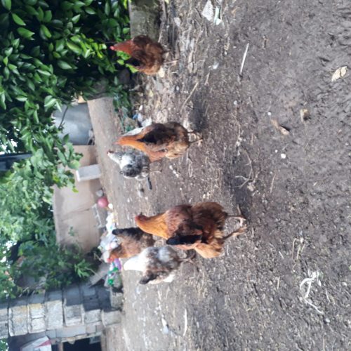 مرغ تخمگذار