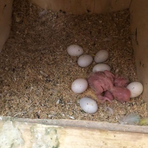 یک جفت کوتوله برزیلی مولد با جوجه و تخم