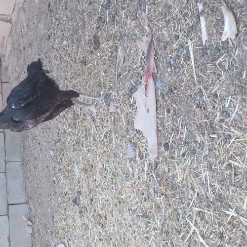 مرغ خروس لاری