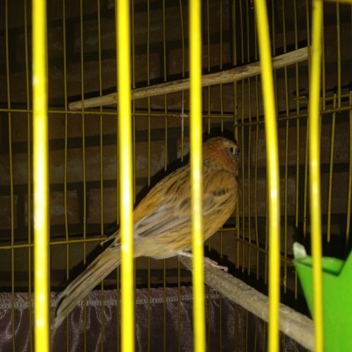 فروش  یک جفت قناری زرد و گنجشکی