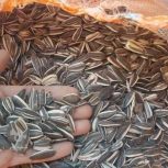 تخمه افتابگردان