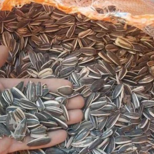 تخمه افتابگردان